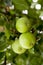 Fresh green apples growing on the tree