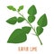 Fresh green aromatic kaffir lime leaf