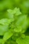 Fresh green aromatic mint lemon balm peppermint macro closeup