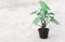 Fresh green arrowhead vine plant Syngonium podophyllum in black pot