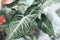 Fresh green arrowhead vine plant Syngonium podophyllum in black pot