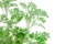 Fresh green Artemisia absinthium (wormwood)
