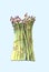 Fresh green asparagus. Isolated object on light blue background. Watercolor botanical illustration. Organic Food. Vegetarian Ingre