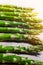 Fresh green asparagus vegetable stems in a row pattern closeup. Healthy diet concept in sunshine.