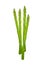 Fresh Green Asparagus on A White Background