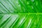 Fresh green background. Vegetable base tropical plant banana leaf with veined leaves base design