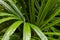 Fresh and green bamboo palm leaves