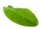 Fresh Green Banana Leaf