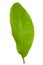 Fresh Green Banana Leaf