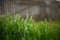 Fresh green barley grass growing in a rural garden on the background of a picket fence