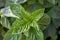 Fresh green basil broadleaf plant background
