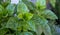 Fresh green basil broadleaf plant background