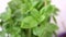 Fresh green basil plant - aromatic plant - herbal garden