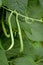 Fresh green beans plant in garden macro closeup in summer