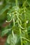 Fresh green beans plant in garden macro closeup in summer