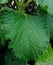 Fresh green beautiful cumin leaves close up?