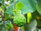 Fresh green bergamot hanging on branch in the garden