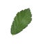 Fresh green blackberry leaf isolated