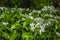 Fresh green blooming ramson also called wild leek or wild garlic is growing in forest in Germany
