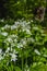 Fresh green blooming ramson also called wild leek or wild garlic is growing in forest in Germany