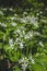 Fresh green blooming ramson also called wild leek or wild garlic is growing in forest in Germany