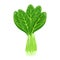 Fresh green bok choy, pak choy or chinese kale, vegetable, food. Botanical illustration.