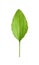 Fresh green broadleaf plantain leaf isolated on white