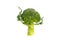 Fresh green broccoli dancing isolated on white background