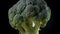 Fresh green broccoli on a dark background