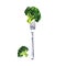 Fresh green broccoli on fork, isolated, healthy organic vegetarian food, diet menu, isolated, hand drawn watercolor