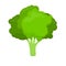 Fresh and green broccoli vector icon for food illustration