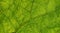 Fresh green burdock leaf closeup texture background