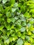 Fresh green bush with juicy green color and texture. Can be used for background or as texture for collages.
