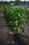 Fresh green bushes of sweet pepper grow in a row at summer garden