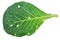 Fresh green cabbage leaf