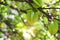 Fresh green carambola on tree