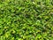 Fresh green Carmona retusa plant in nature garden