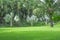 Fresh green carpet grass yard, smooth lawn in a beautiful palm trees garden and good care landscaping in the public park