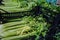 Fresh green celery in boxes in whole sale market