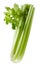 Fresh green celery isolated on white