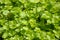 Fresh green Centella asiatica plant in nature garden