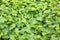 Fresh green Centella asiatica plants