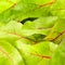 Fresh green chard salad background