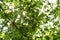 Fresh green chestnut leaves in forest seen from below with rays of sun shining through