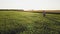 Fresh green chickpeas field. Farmer walking