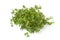 Fresh green chickweed