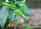 Fresh green chili pepper with raindrops in the tree