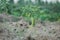 Fresh green chili plants in the garden