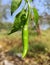 A fresh green chillies close look with Green Leaves