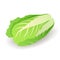 Fresh green chinese cabbage icon isolated on white background, organic vegetable, vector illustration.